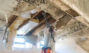 Why You Should Choose Our Mold Remediation Services in Inwood, FL